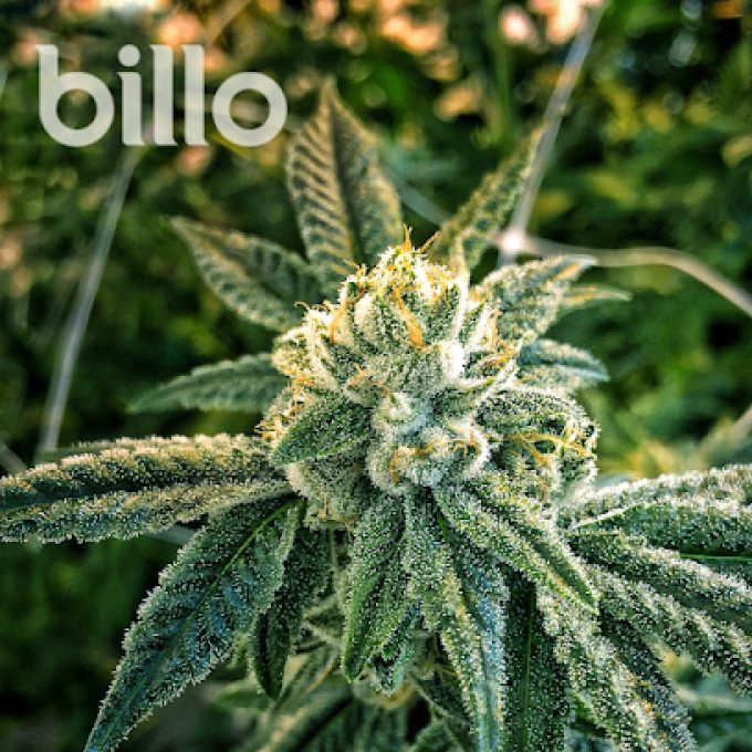 BILLO! Premium Cannabis Recreational & Medical